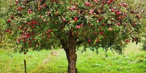 Kako posaditi drvo jabuke u proljeće u sibiru